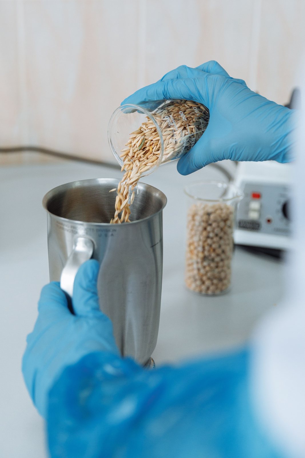 Blue-gloved researcher pouring grains into a stainless-steel container
