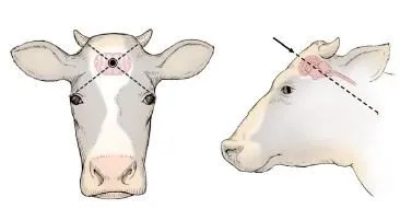 Animal Stunning: Halal or Haram?