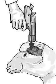 Animal Stunning: Halal or Haram?