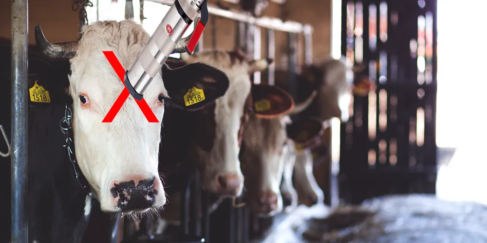 Animal Stunning: Halal or Haram?