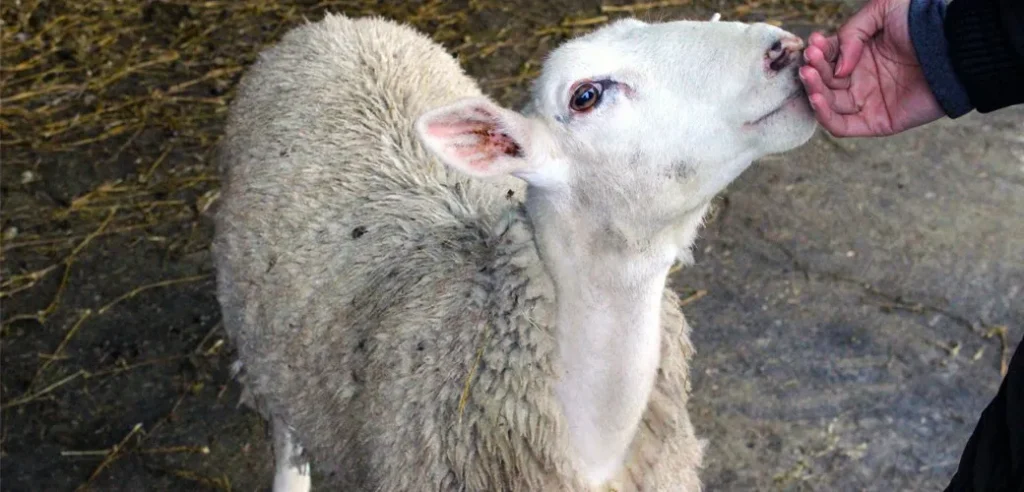 Animal Stunning: Halal or Haram?