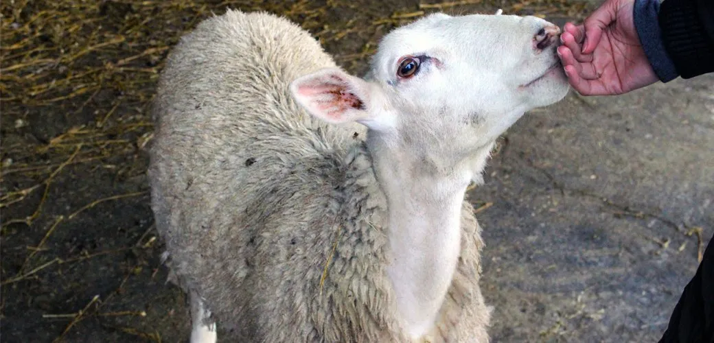 Animal Stunning: Halal or Haram?